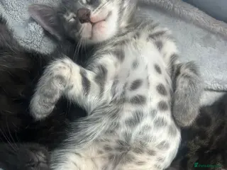 Bengal cats Female Blue & Black Smoke TICA Bengal kittens - Advert 5