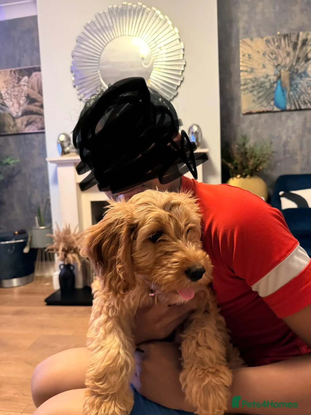 Cockapoo dogs for sale: Cockapoo girl puppy available - Advert 2