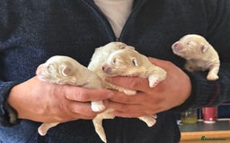 Bichon Frise dogs for sale: Bichon puppies for sale - Advert 6