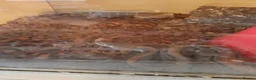Python Snake reptiles for sale: Snakes for sale  in Norwich - Advert 4