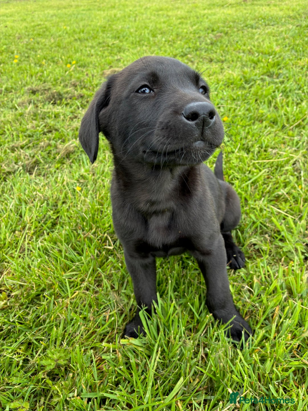 Labrador Retriever dogs for sale: KC registered fully health tested Labrador puppies in Biggar - Image 7