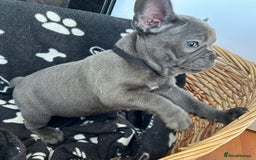 French Bulldog dogs for sale: Solid Blue French Bulldog  - Image 2