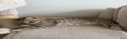 British Shorthair cats for sale: British short hair  - Advert 6