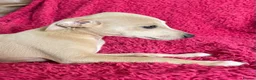 Mixed Breed dogs for sale: Stunning Wiggy’s Italian greyhound x whippet  - Advert 22