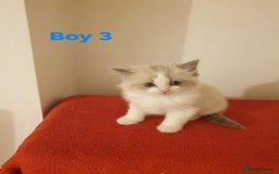 Ragdoll cats for sale: Ragdoll kittens  - Image 17
