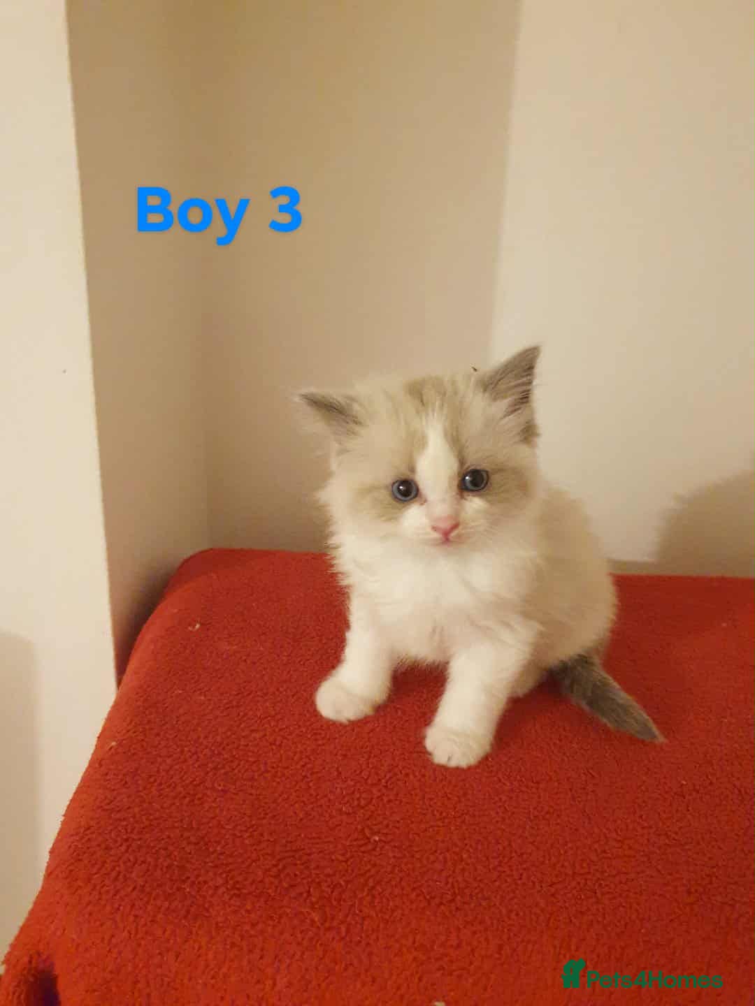 Ragdoll cats for sale: Ragdoll kittens  - Image 17