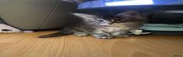 Maine Coon cats for sale: “Stunning” Maine Coon Kittens Ready to Leave Now - Advert 28