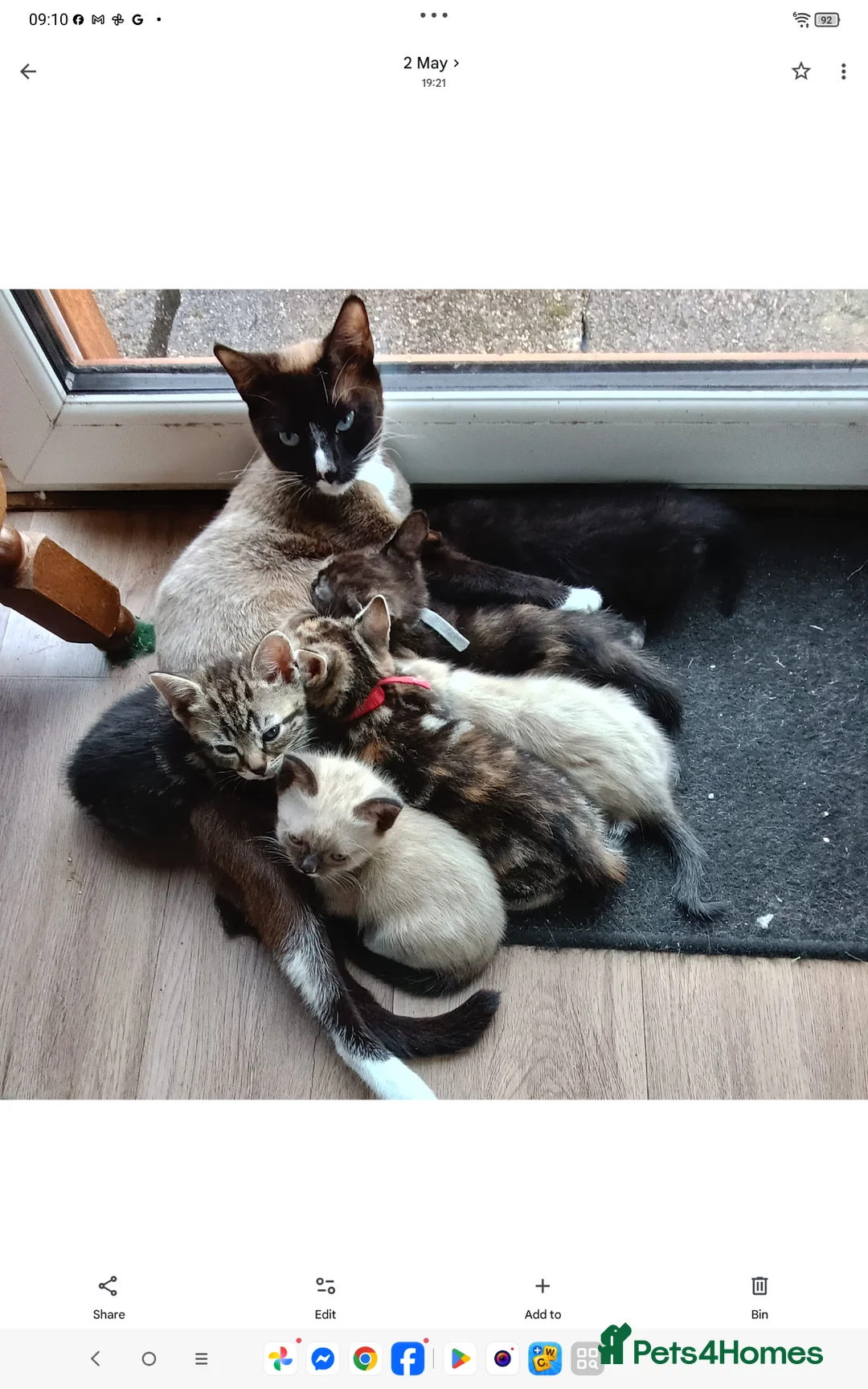 Mixed Breed cats for sale: Adorable house Kittens. - Advert 1