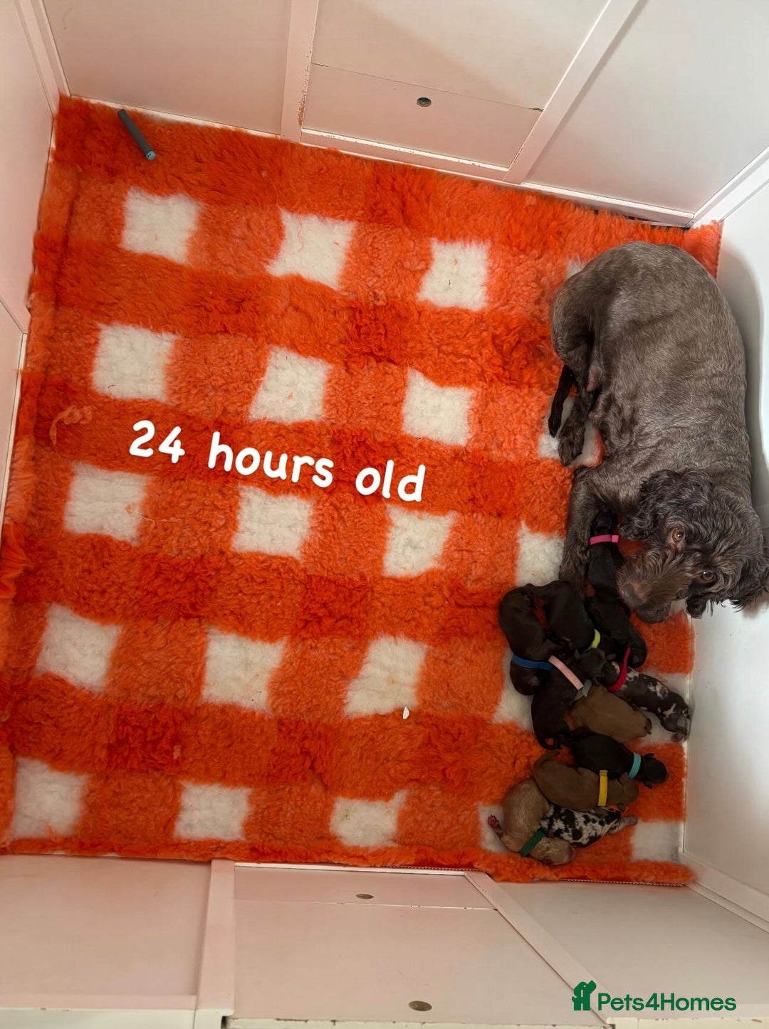 Sproodle dogs for sale: 10 fb2 Sproodles puppies  - Image 9