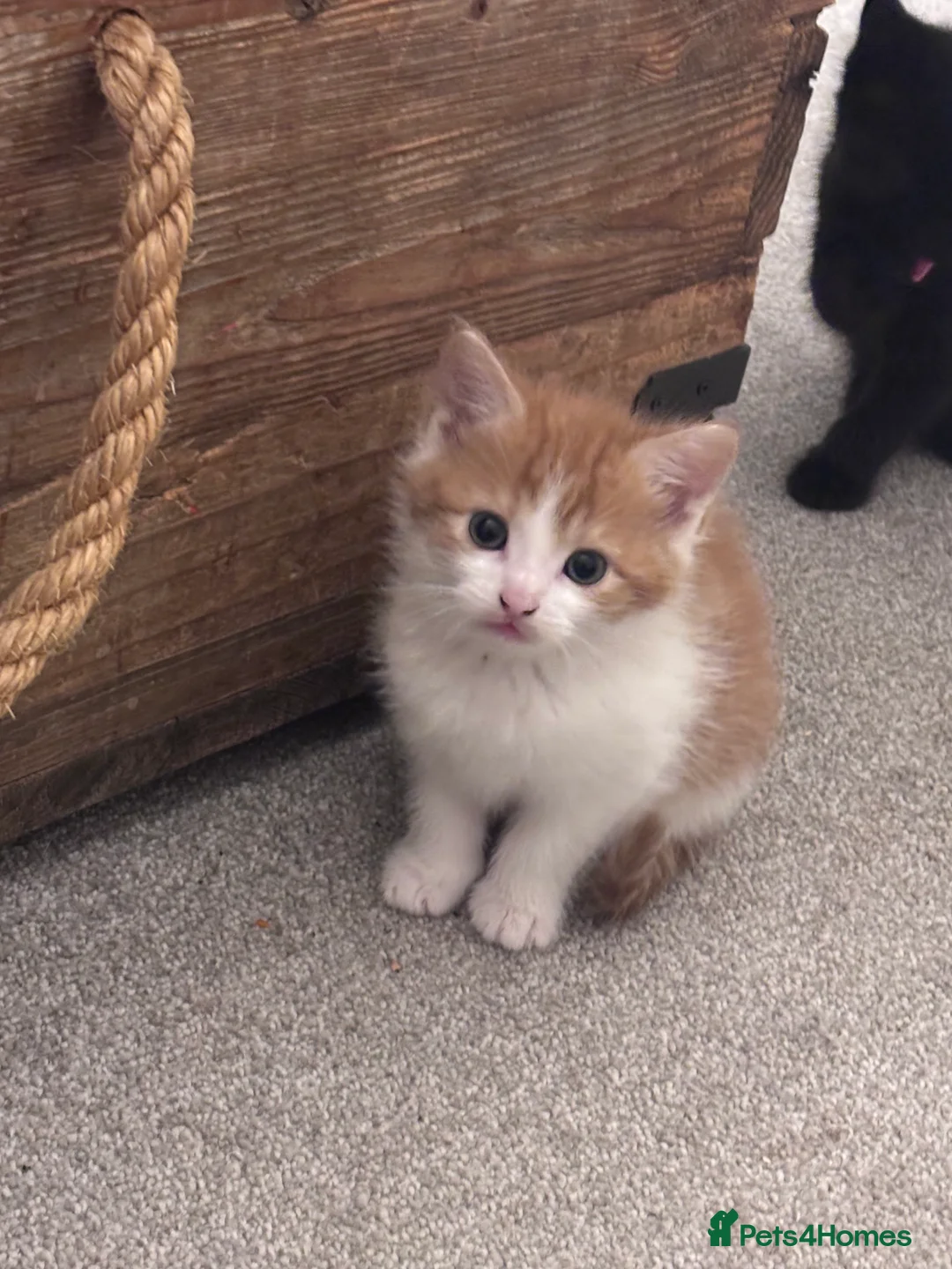 Mixed Breed cats for sale: Gorgeous moggy kittens for sale  - Advert 11