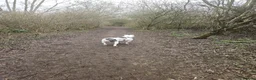 Mixed Breed dogs for sale: Cane corso x American bully puppies - Advert 16