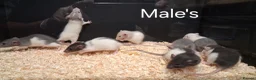 Rat rodents for sale: Baby Dumbo Rat's available, Males & Females  - Advert 14