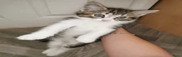 Norwegian Forest Cat cats for sale: For sale// Ready for collection - Advert 11