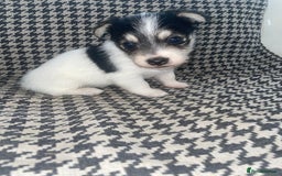 Jack Russell dogs for sale: Jack Russell girl puppy - Image 4