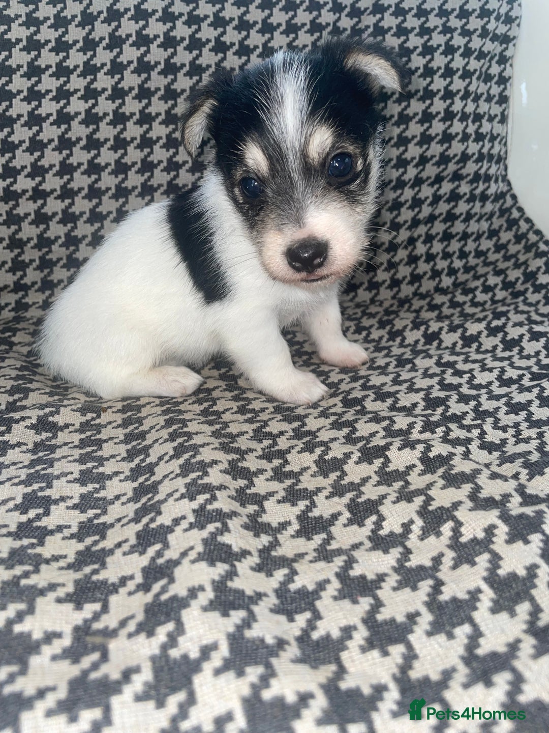 Jack Russell dogs for sale: Jack Russell girl puppy - Image 4