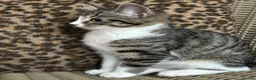 Mixed Breed cats for sale: Gorgeous Fluffy Kittens. Beautiful Little Souls🤍 - Advert 7
