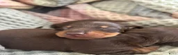 Dachshund dogs for sale: BEAUTIFUL KC REG & PRA CLEAR MINIS🩷💙 - Advert 13