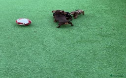 Miniature Dachshund dogs for sale: Beautiful dachshund puppies  - Advert 6