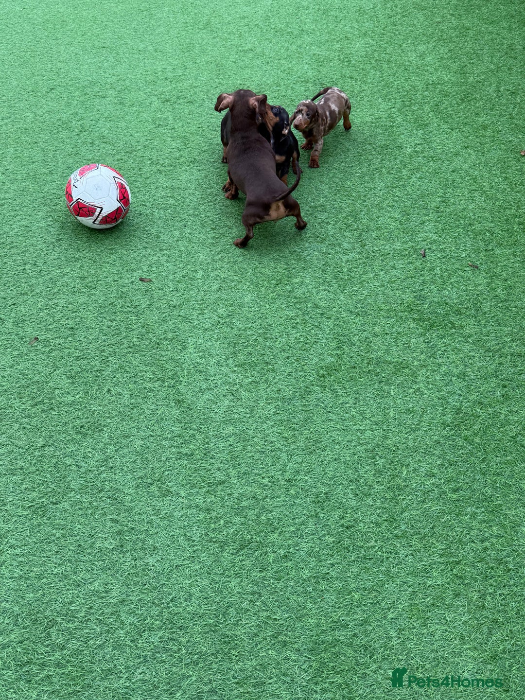 Miniature Dachshund dogs for sale: Beautiful dachshund puppies  - Advert 6