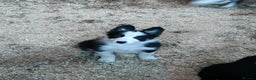 Border Collie dogs for sale: Border collie pups  - Advert 1
