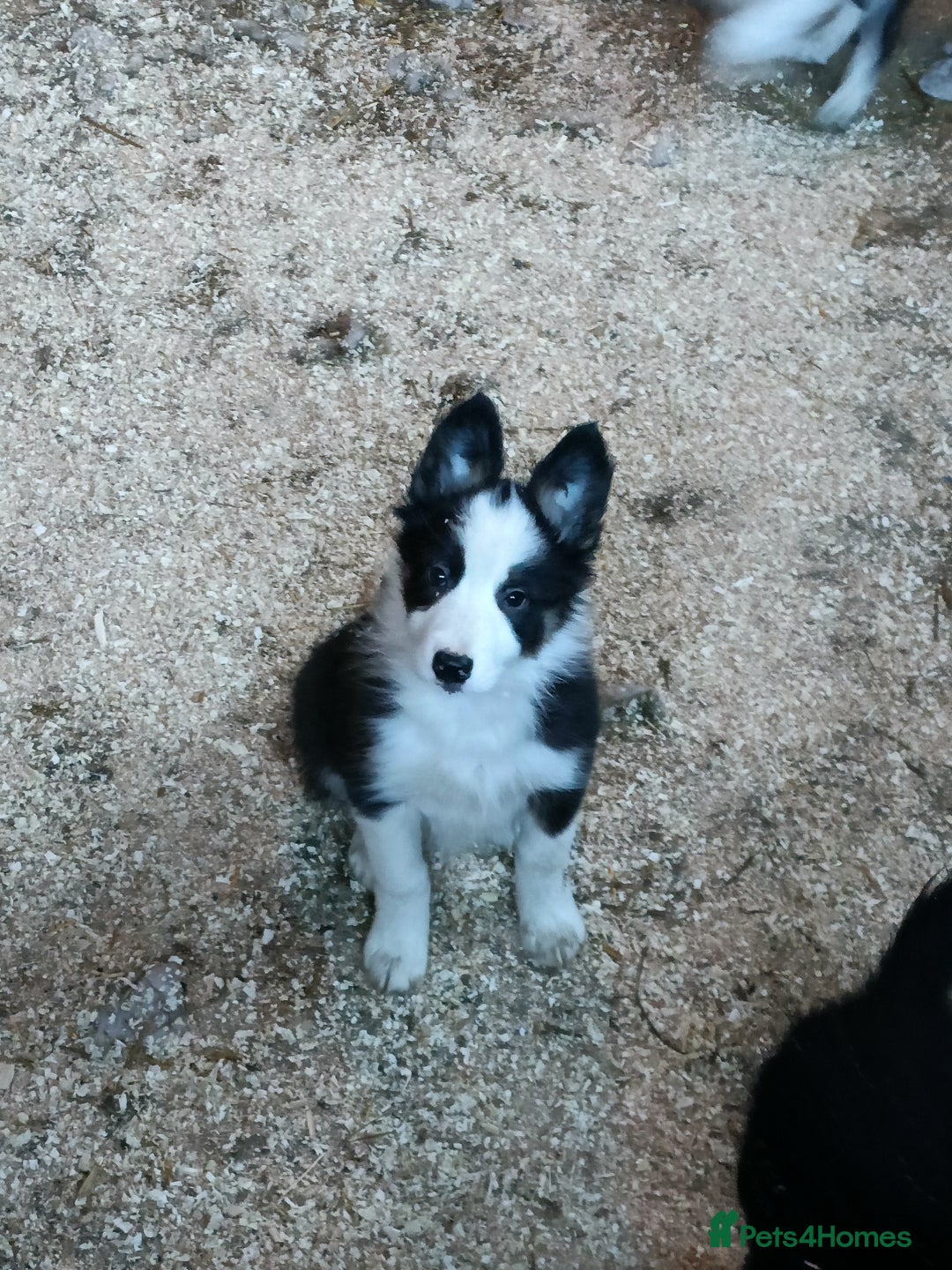 Border Collie dogs for sale: Border collie pups  - Advert 1