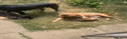 Staffordshire Bull Terrier dogs for sale: Gorgeous Staffordshire bullterrier pups - Advert 14