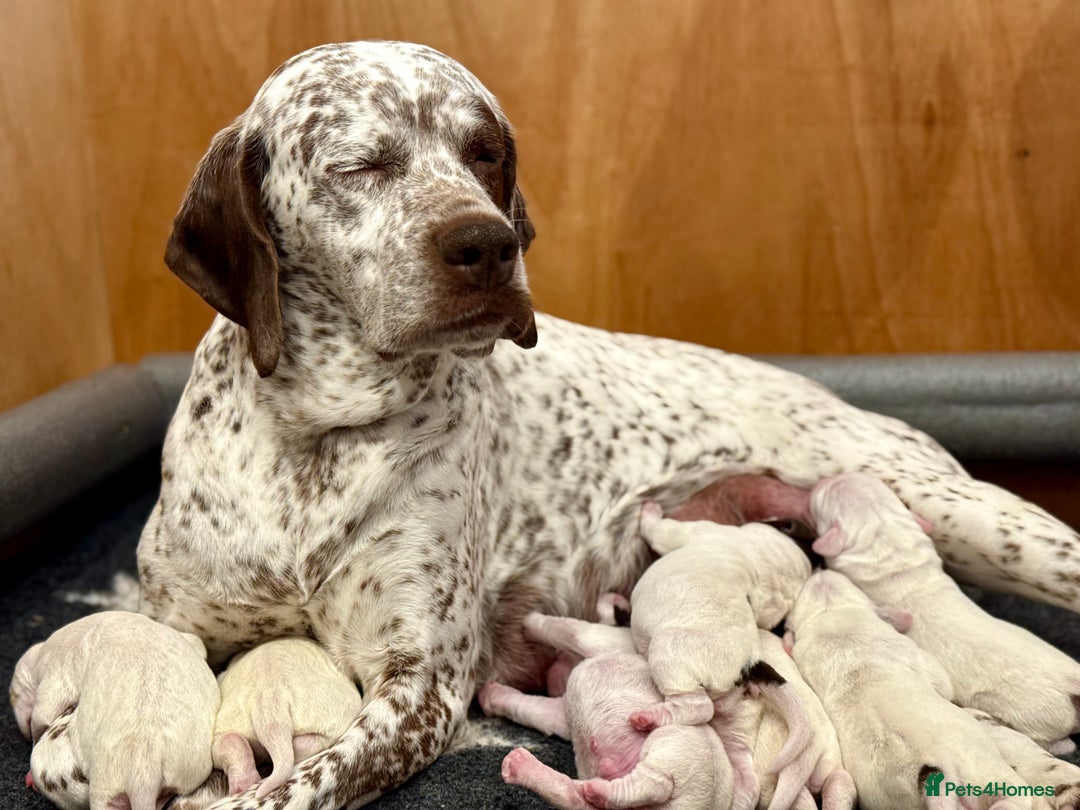 Pointer dogs for sale: French Pointer - Braque du Bourbonnais 🇫🇷  - Image 1