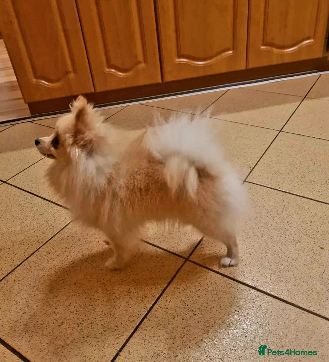 Pomeranian dogs for stud: GUCCI STUD in Bradford - Advert 2