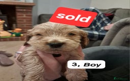 Cocker Spaniel dogs for sale: Show type Cocker spaniel puppies for sale - Image 4