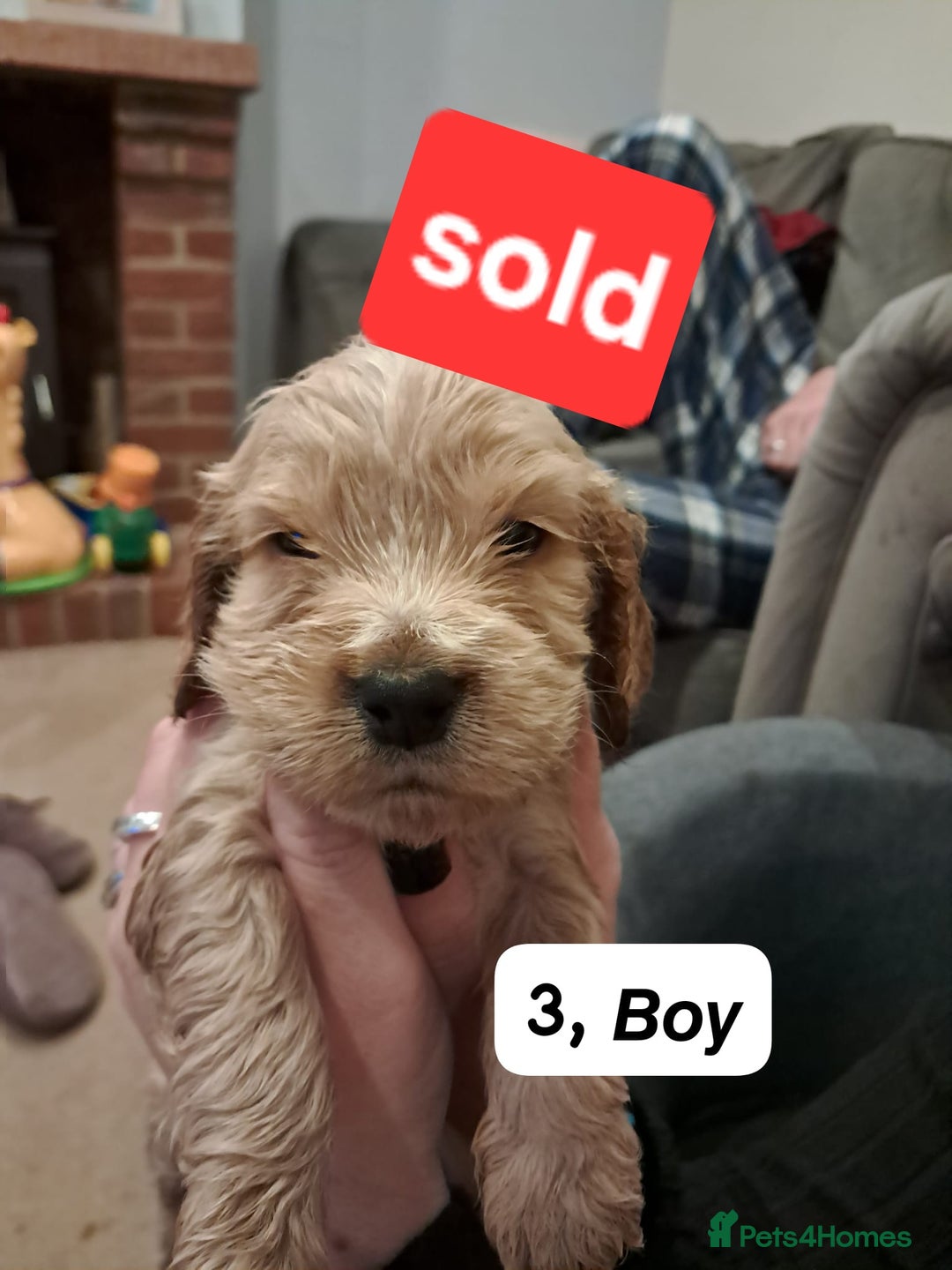 Cocker Spaniel dogs for sale: Show type Cocker spaniel puppies for sale - Image 4