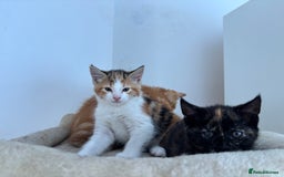 Mixed Breed cats for sale: 1/4 Maincoon dog friendly kittens - Image 17