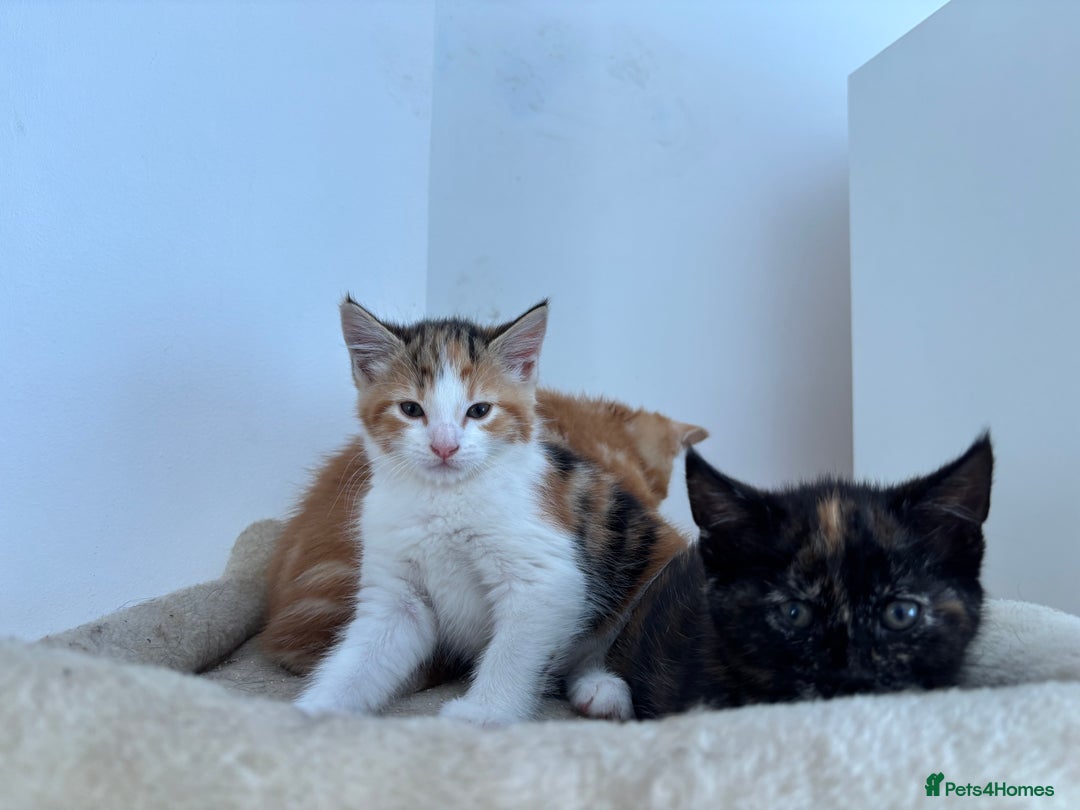 Mixed Breed cats for sale: 1/4 Maincoon dog friendly kittens - Image 17