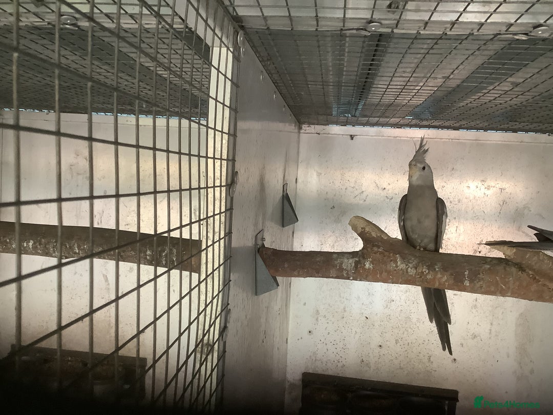 Budgerigars birds for sale: 2025 Young  Cockateils. - Advert 6