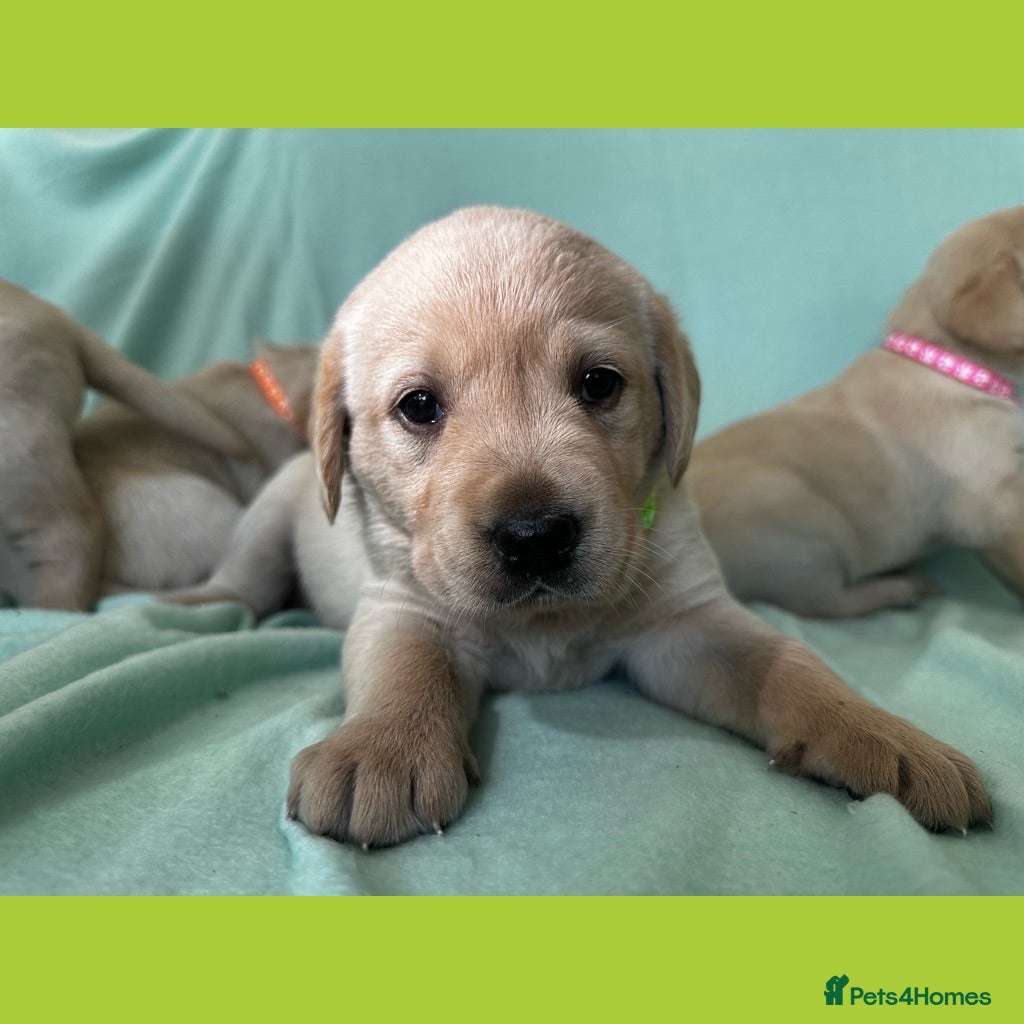 Goldador dogs *Gorgeous Goldador puppies* - Advert 1