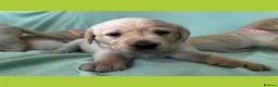 Goldador dogs for sale: *Gorgeous Goldador puppies* in Rotherham - Advert 11