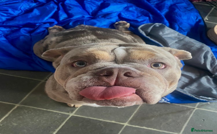 English Bulldog dogs - Advert 1