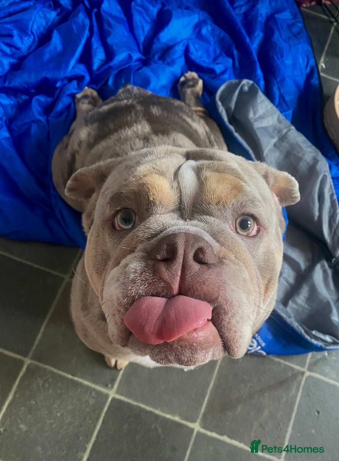 English Bulldog dogs for sale: English Bulldog Pair for Breeding - Image 1