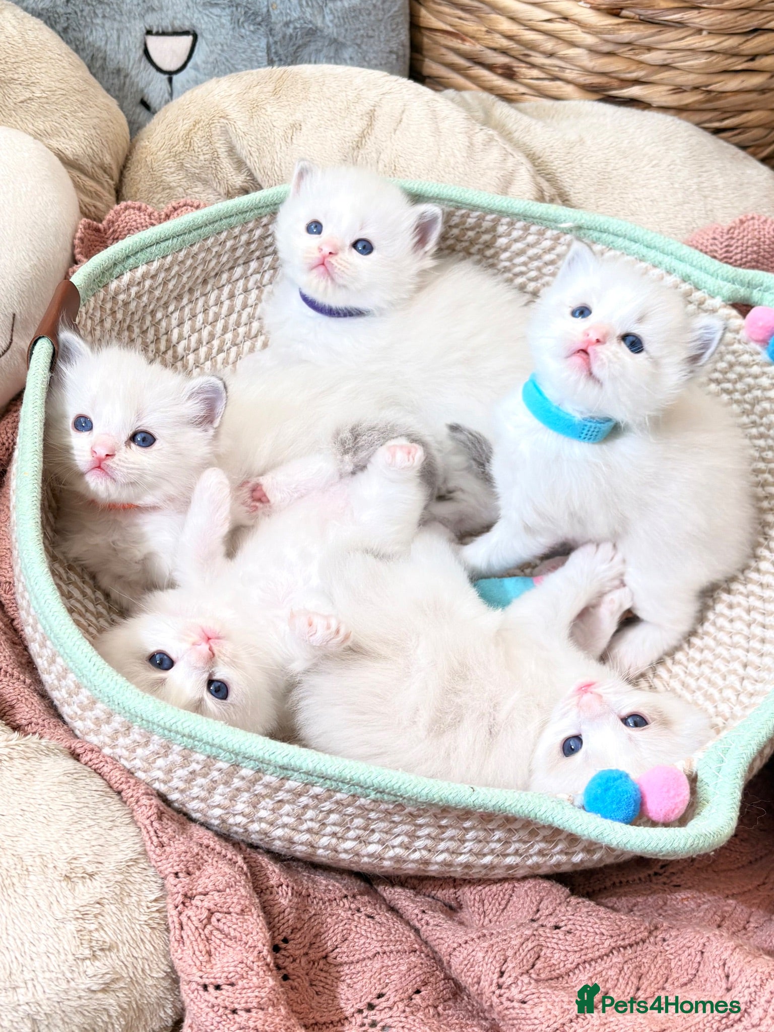 Ragdoll cats Gorgeous Tica registered ragdoll kittens - Advert 1