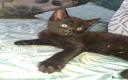 Mixed Breed cats for sale: Ragdoll cross kittens in Shrewsbury - Image 4