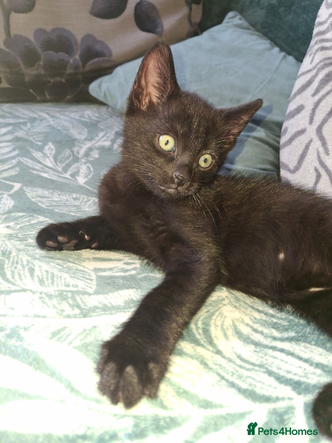 Mixed Breed cats for sale: Ragdoll cross kittens in Shrewsbury - Image 4