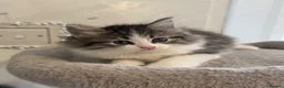 Ragdoll cats for sale: Beautiful Ragdoll kittens - Advert 12