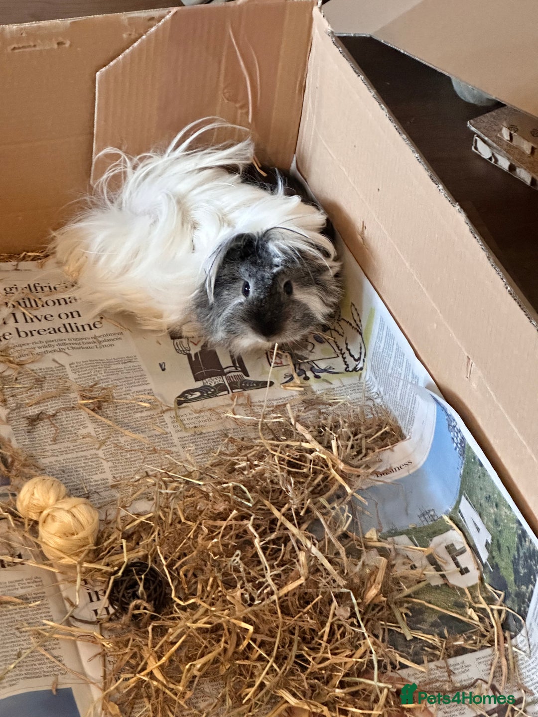 Guinea Pig rodents for sale: Male pair plus cage and all accessories  - Advert 5