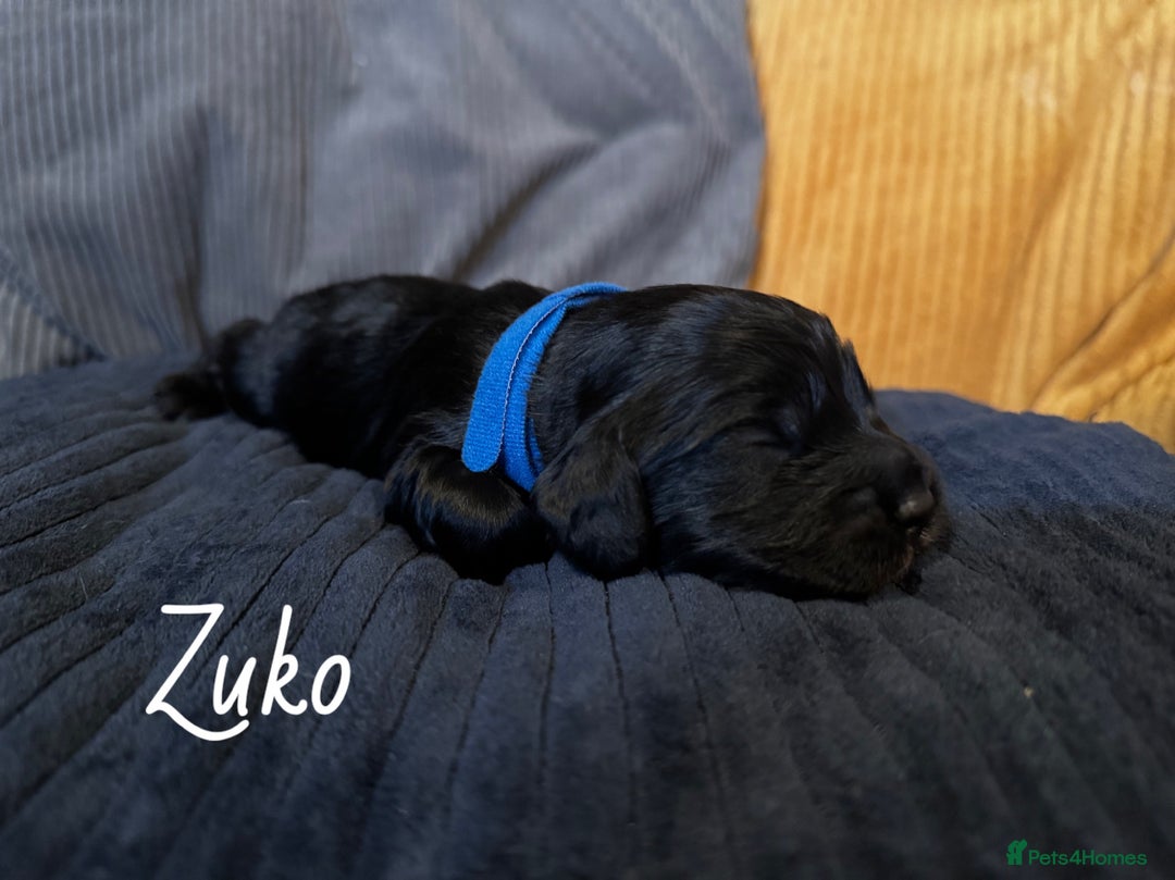 Cocker Spaniel dogs for sale: Cocker Spaniel Puppies - Advert 2