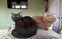 British Shorthair cats for sale: Beautiful British Shorthair kittens - Image 15