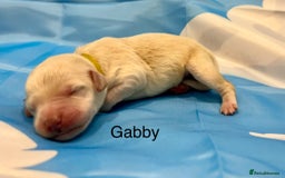 Double Doodle dogs for sale: Double doodle litter born 24/07/25 - Image 14