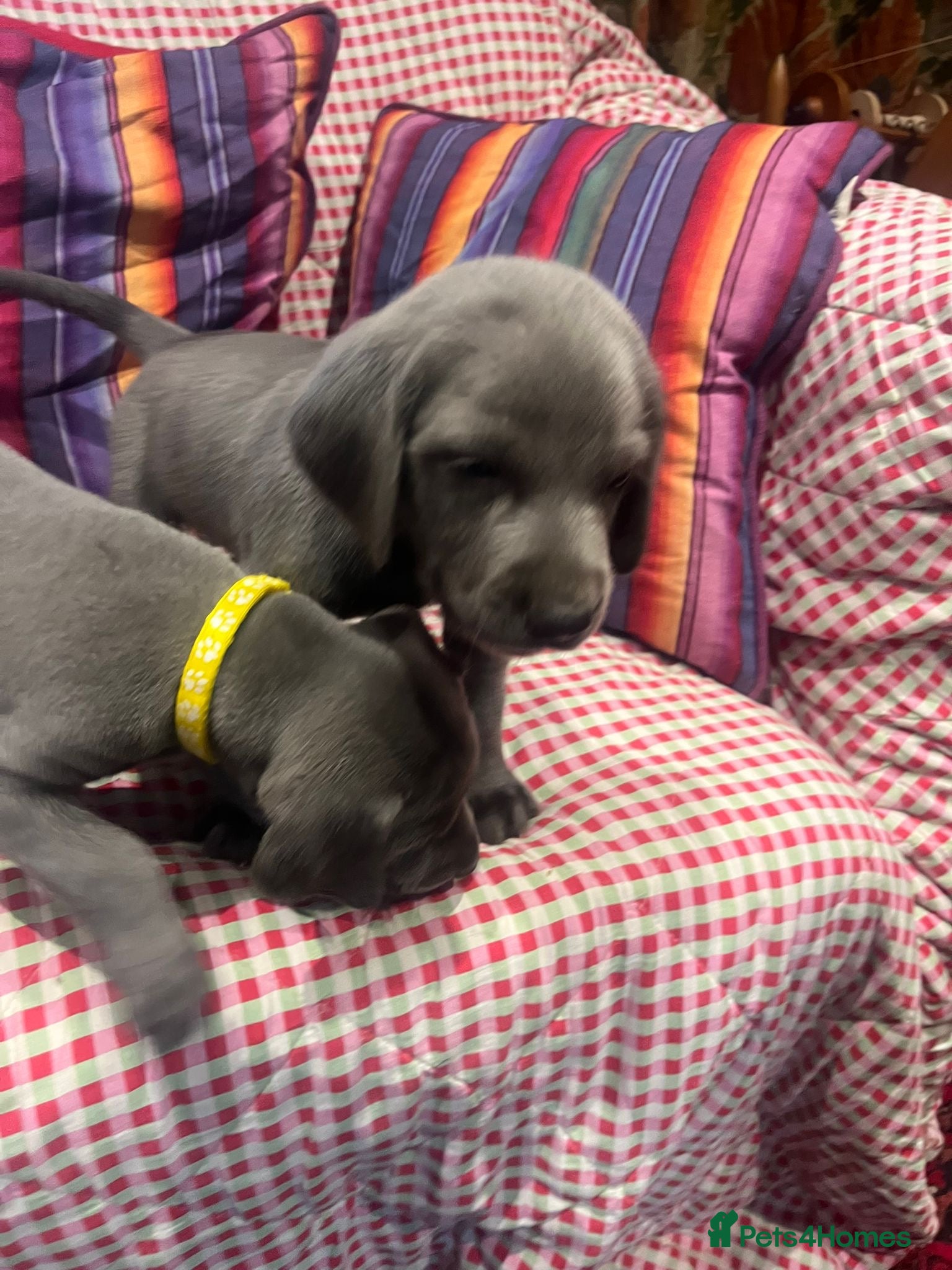 Weimaraner dogs BLUE and SILVER Purebred pups from KC reg Weims - Advert 8