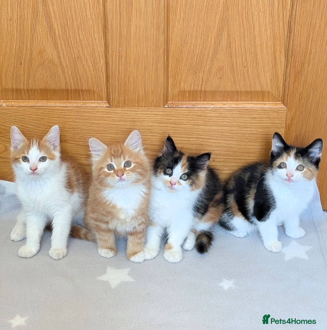 Mixed Breed cats Beautiful mixed breed kittens  - Advert 1