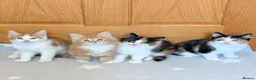 Mixed Breed cats for sale: Beautiful mixed breed kittens  in Cleator Moor - Advert 1