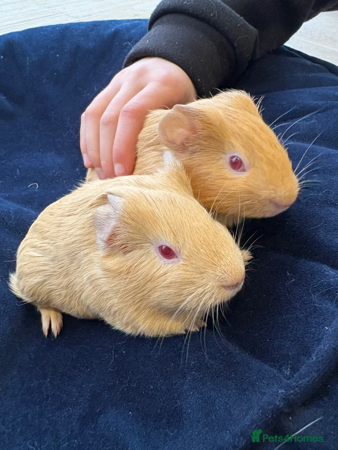 Guinea Pig rodents for sale: Baby guinea pigs for sale  - Advert 2