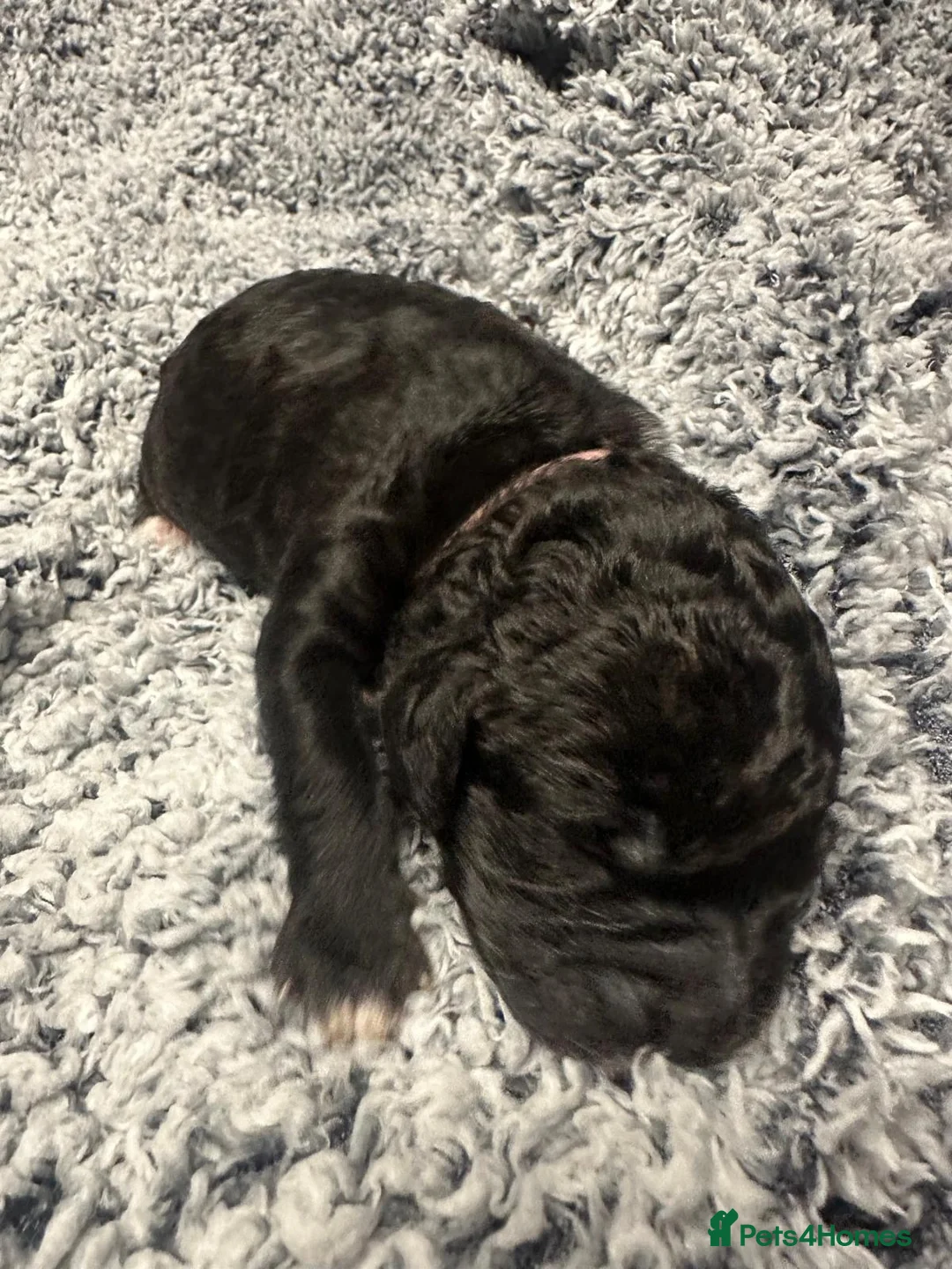 Miniature Poodle dogs for sale: Gorgeous pure bred miniature poodles - Advert 10